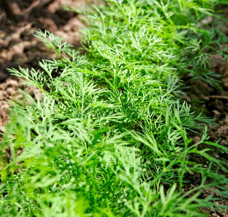 Growing dill. stock image. Image of ground, leaf, healthy 33140829