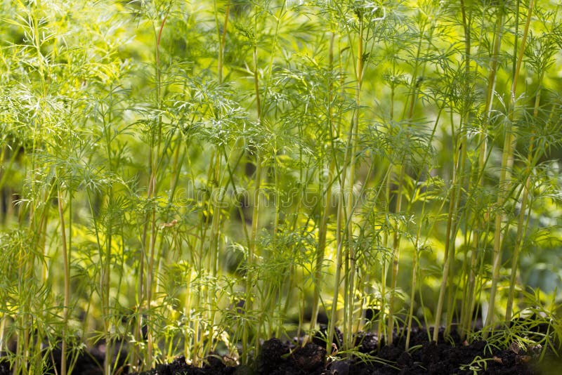 Growing dill. stock photo. Image of foliage, background 191606768