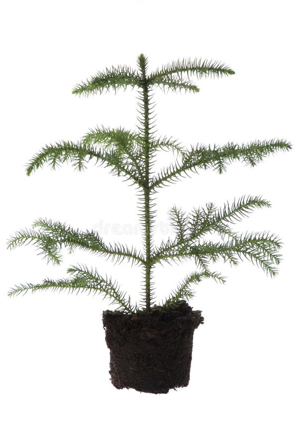 Growing Evergreen Plant in Soil Stock Photo Image of grow, isolated