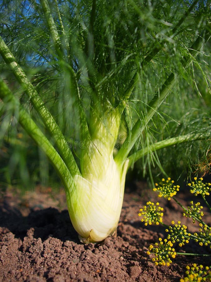 Growing Fennel in the Garden Stock Photo Image of food, grow 232026382