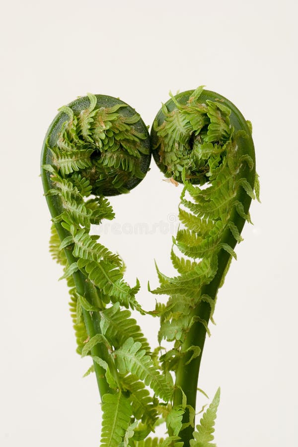 Growing fern