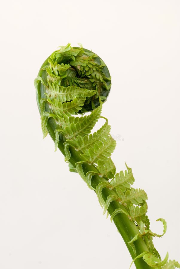 Growing fern