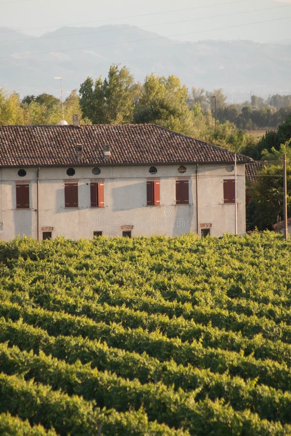 Vineyard in Italy stock image. Image of europe, leaf, growing - 6377455