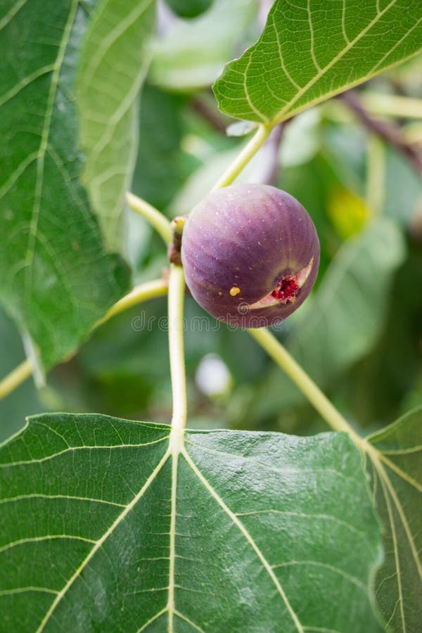 Growing fig fruit. stock photo. Image of harvest, food 76915718