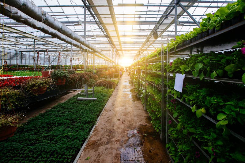 Growing of Flower Seedlings on Shelves in Greenhouse Stock Photo