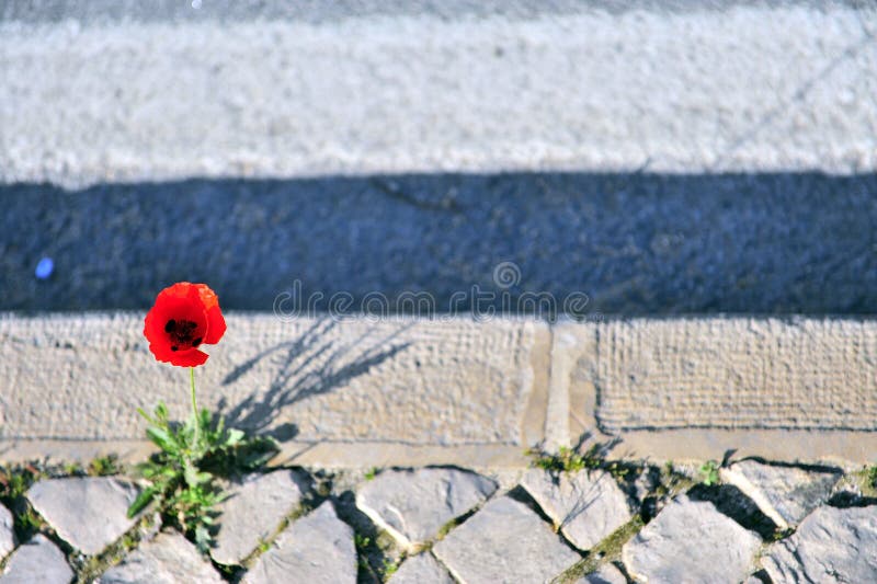 Growing flower between sidewalk and road stock images