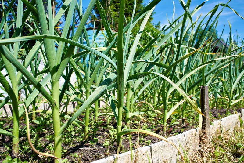 Growing Garlic On Bed In Garden At Summer Day Stock Image