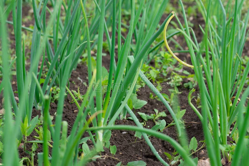 Green Garlic Leaves Growing. Stock Photo Image of ingredient, estonia