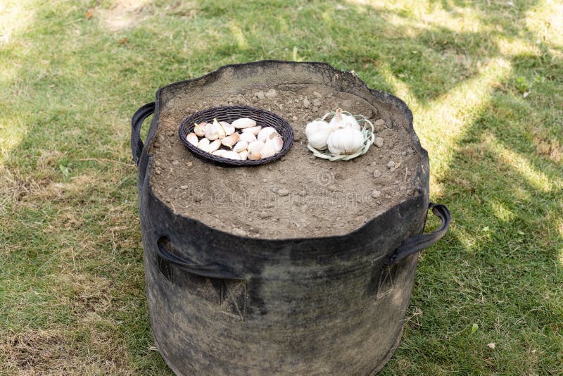 Growing Garlic in a Grow Bag Stock Image Image of vegetable, business
