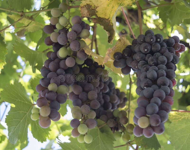 Growing Grapes stock image. Image of natural, bunch, field 97241617