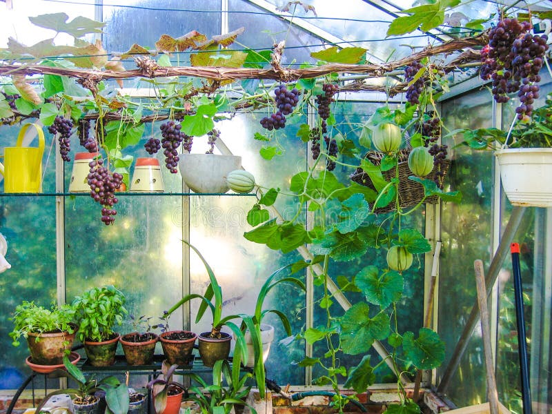 Growing grapes and melons in a small greenhouse stock image Growing grapes and melons in a small greenhouse stock image
