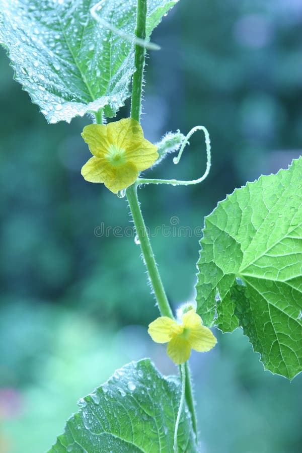 Growing green -A