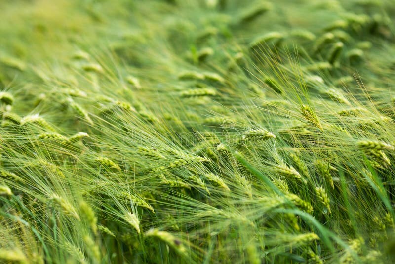 Growing Green Barley on the Farm. Raw Materials for Flour and Beer Stock Photo Image of farm