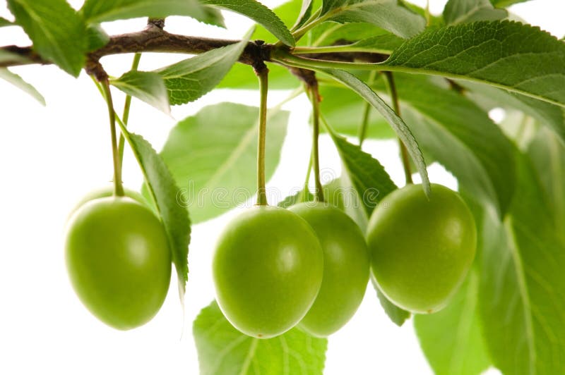 Growing green fruits isolated on the white