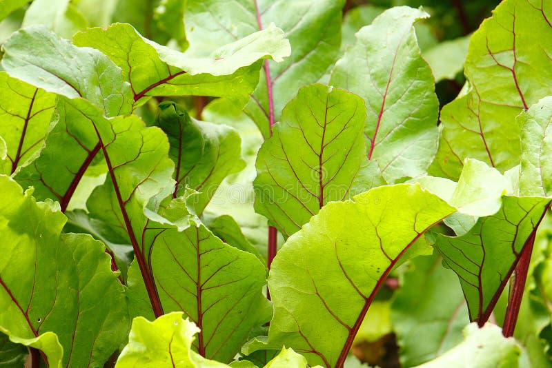 Growing Green Leaves of Young Beets with Red Veins Stock Image Image
