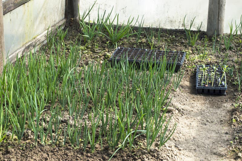 Growing Green Onions in the Greenhouse Stock Photo Image of natural, soil 56106540