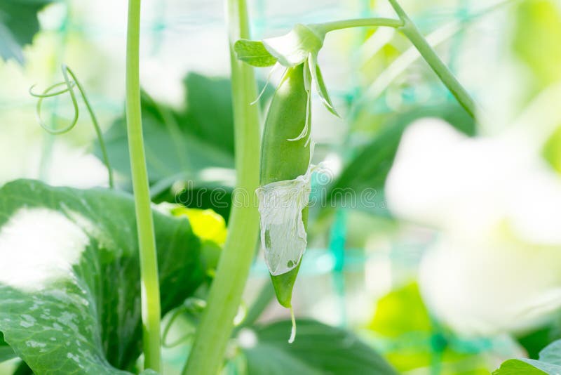 Growing green pea stock image. Image of japan, spring 91835409