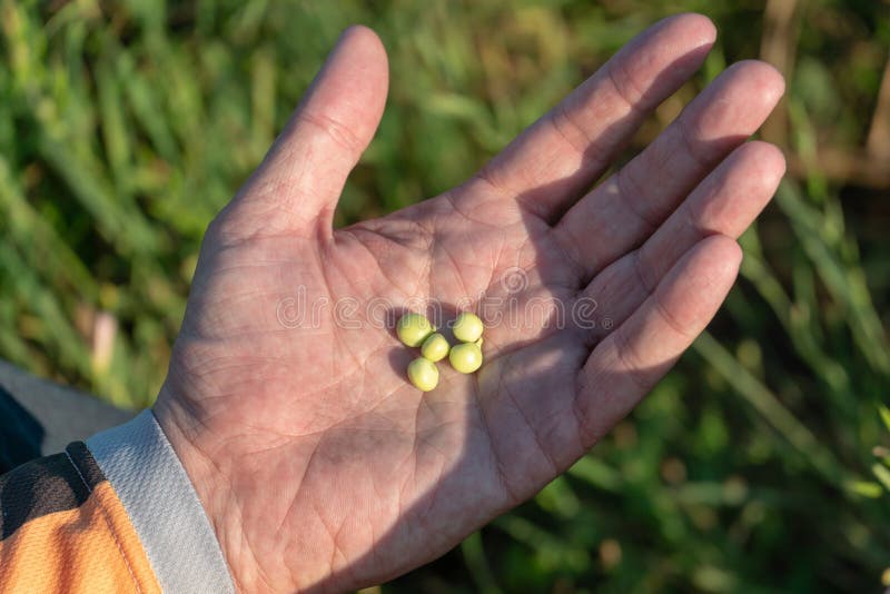 Growing green peas. Farmer s hand with a pea pod close-up. Eco-friendly agriculture. A large plantation of green peas