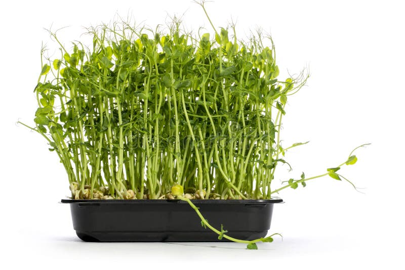 Growing Green Peas at Home in a Plate, Microgreen Stock Photo Image
