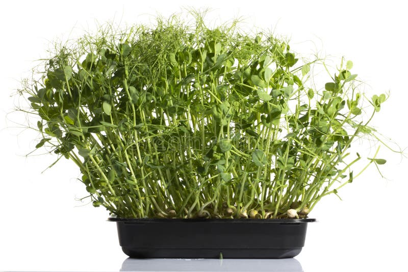 Growing Green Peas at Home in a Plate, Microgreen Stock Photo Image
