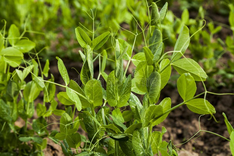 Growing green peas. stock photo. Image of cultivate, cultivated 72721378