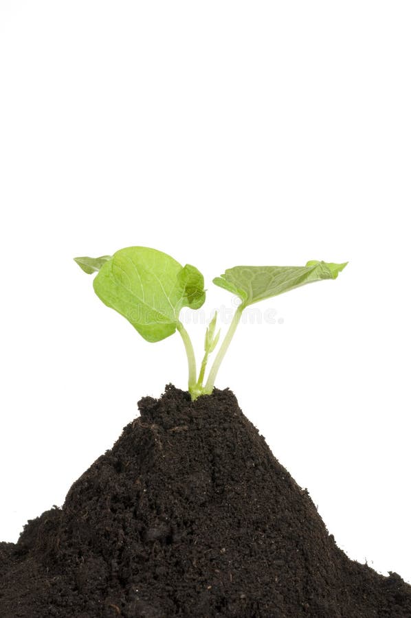 A Little Fresh Green Plant Growing On The Soil. Stock Photo Image of