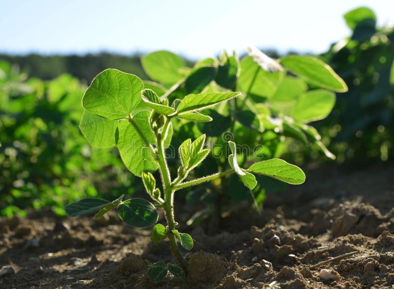 Growing Green Soybeans Plant. Stock Image Image of crop, farm 203707951