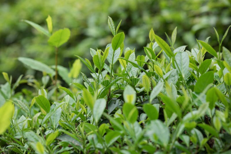 Growing green tea plants stock photo. Image of field 116636456