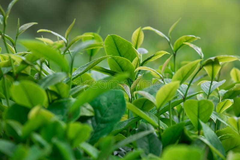 Growing green tea plants stock photo. Image of lush 115748410