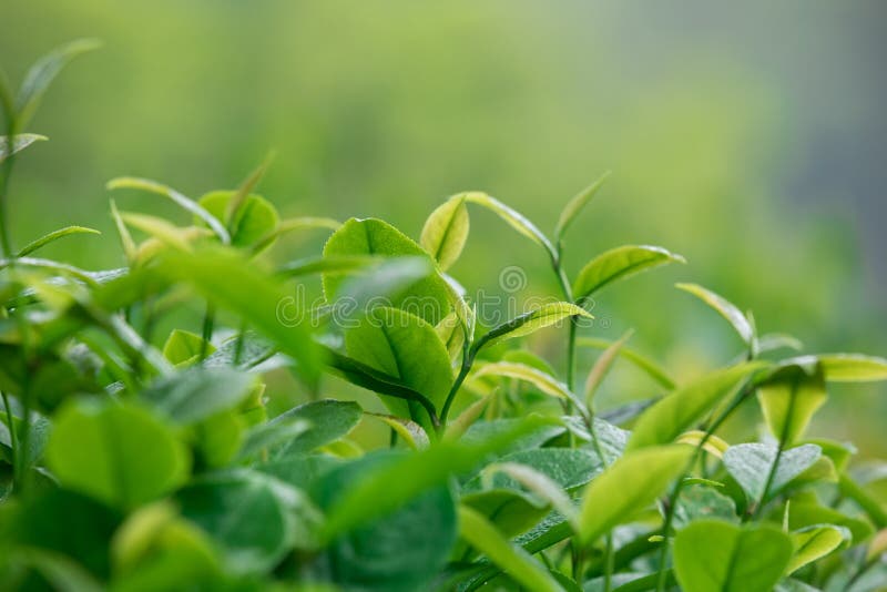 Growing green tea plants stock image. Image of lush 115764199
