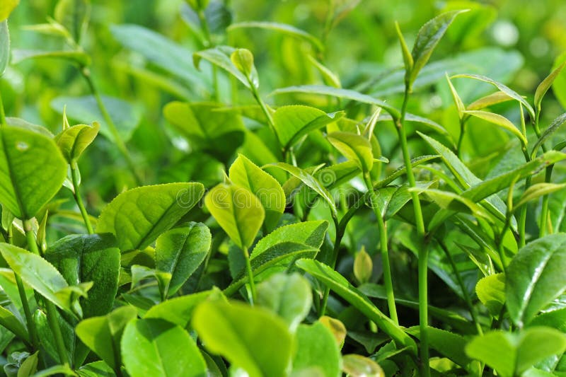 Growing green tea trees stock image. Image of nature 115742925