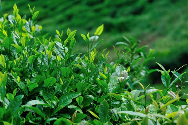 Growing green tea trees stock image. Image of freshness 115756469