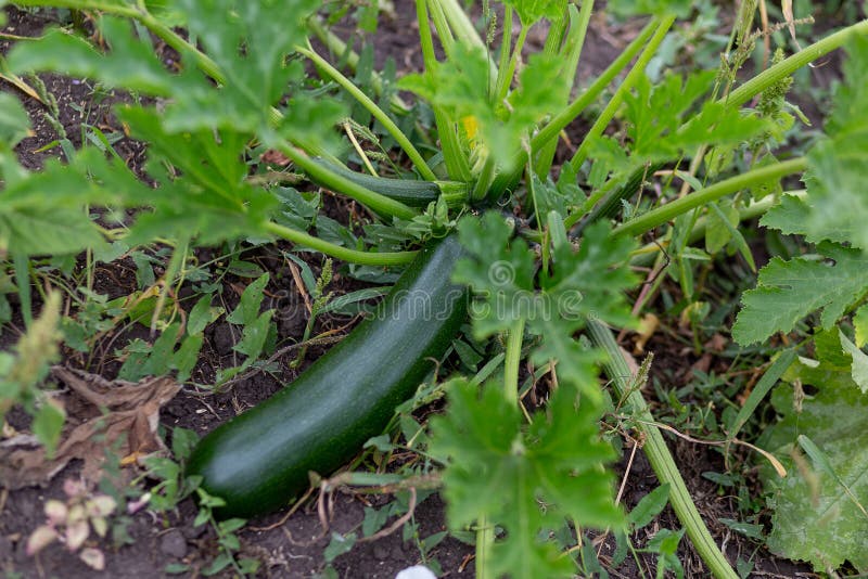 Growing Green Zucchini in the Grass in the Garden Bed Stock Photo