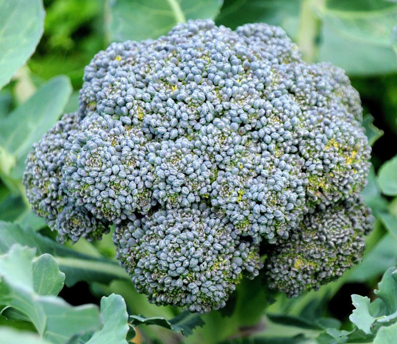 Growing head of broccoli stock image. Image of cultivar 12538847