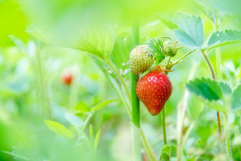 Growing home grown strawberry in garden. Organic berries royalty free stock photos Growing home grown strawberry in garden. Organic berries royalty free stock photos
