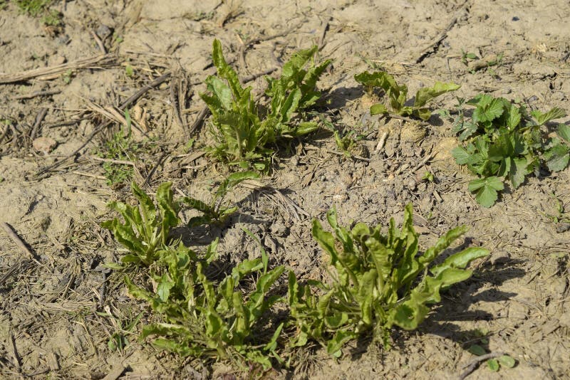Growing Horseradish in the Backyard Garden. Stock Image Image of