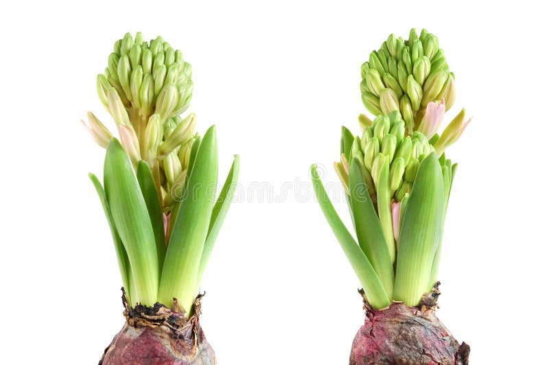 Growing hyacinth