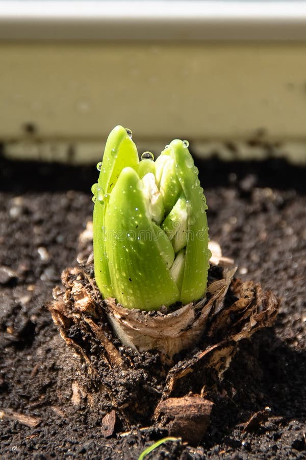 Growing Hyacinth Flower Bulb in Pot Stock Image Image of gardening