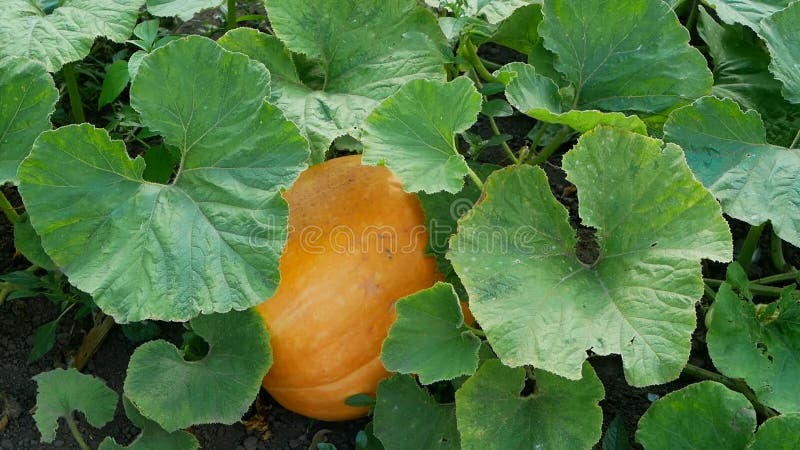 Growing a large pumpkin in the garden. Organic vegetable growing