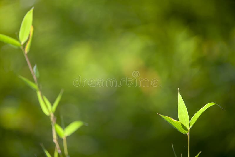 Growing Leaf Bamboo frame in forest or texture background with nice light stock photo Growing Leaf Bamboo frame in forest or texture background with nice light stock photo