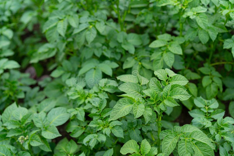 Growing Leaves of Planted Potatoes Stock Photo Image of food, land