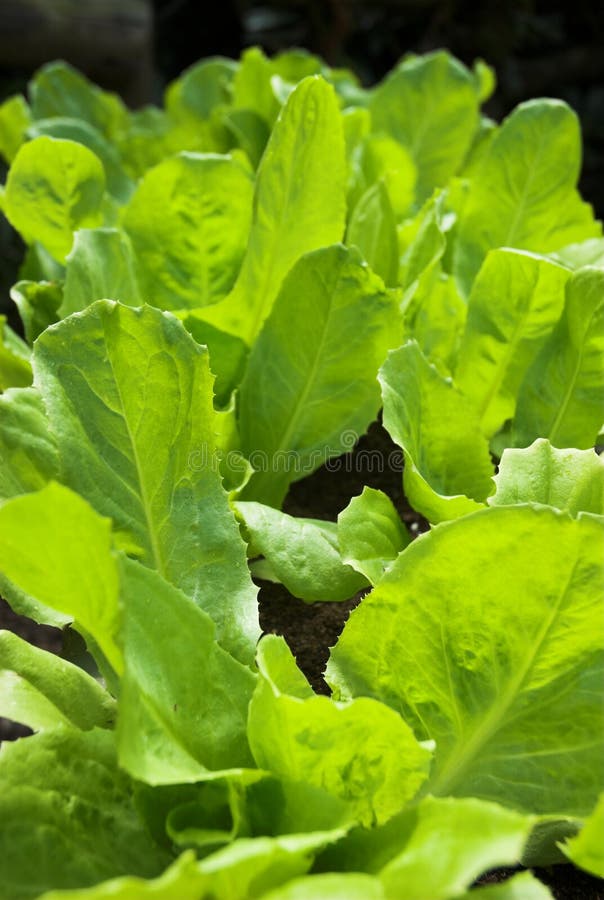 Growing Lettuce stock image. Image of leafs, fresh, soil 22706891