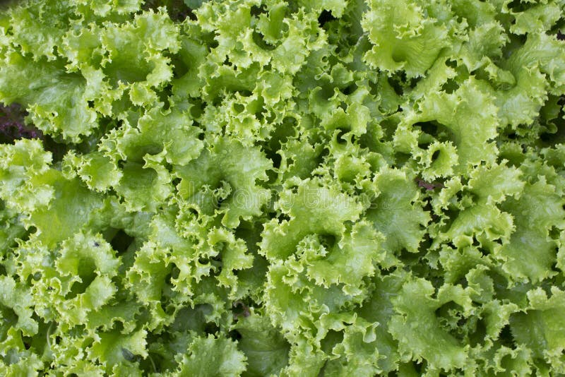 Growing lettuce stock image. Image of greens, ingredient - 49580353