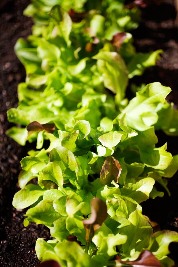 Growing lettuce stock photo. Image of leaves, harvest 73657404