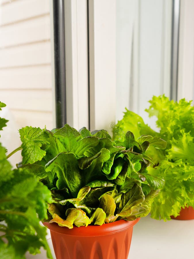 Growing Lettuce at Home in a Pot on a Window. Selective Focus Stock