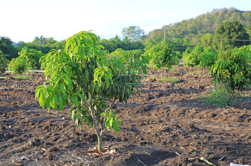 Mango orchard in Thailand stock image. Image of rural 68082919