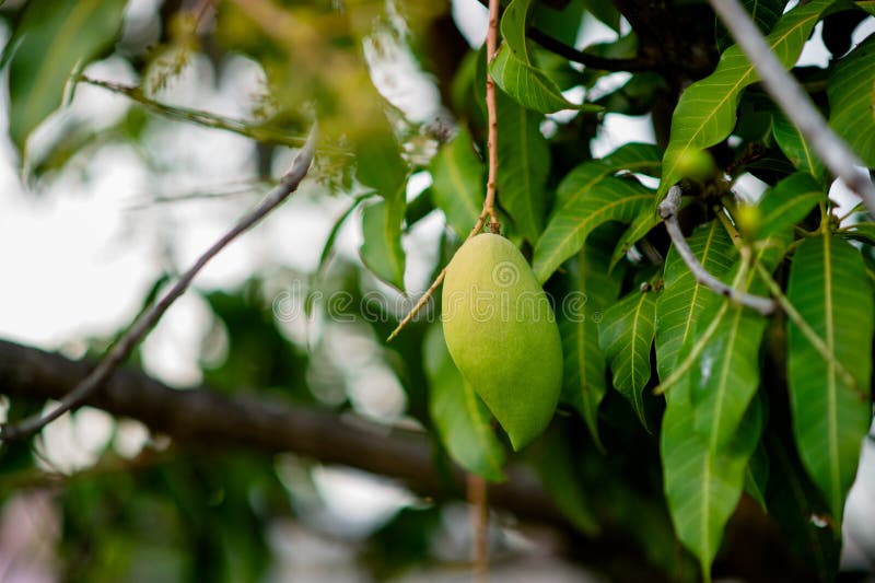 Growing on the Mango Tree. Nam Dok Mai Mango Young Mango Stock Image