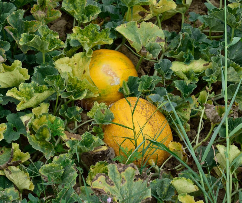 The growing melon in the stock image. Image of berry 156353433