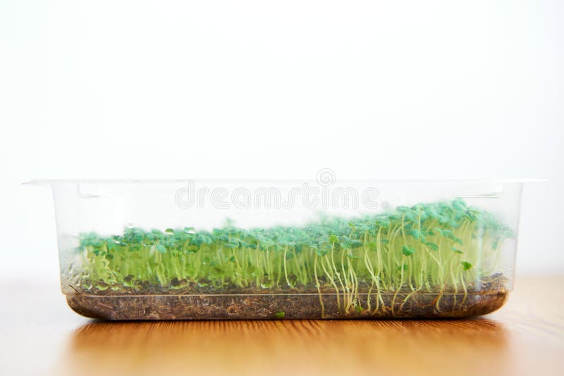 Growing Microgreen Chia Seeds in Plastic Box Close Up Stock Image