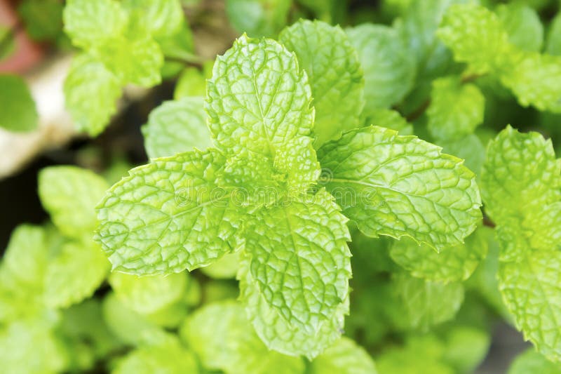 Growing mint leaves stock photo. Image of summer, seasoning 42567660